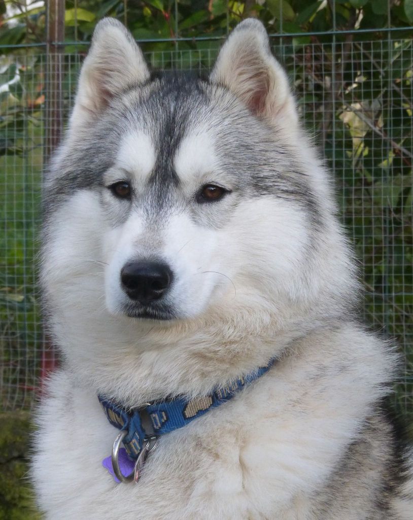 Pashka Corsicahusky