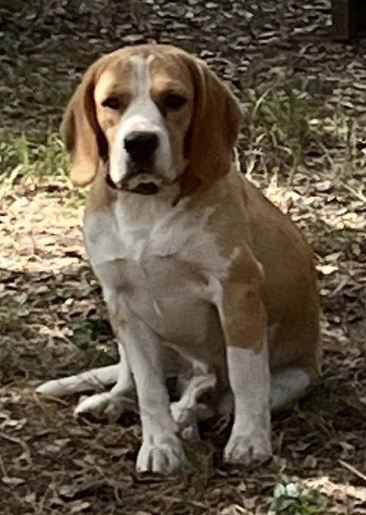 Tino Des quatre jeudis