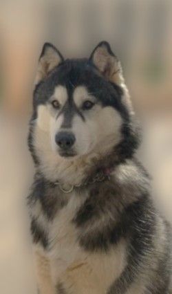 Una stella Corsicahusky