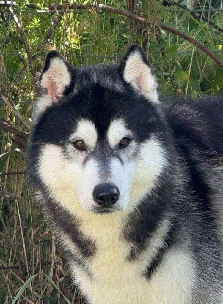 Usher Corsicahusky