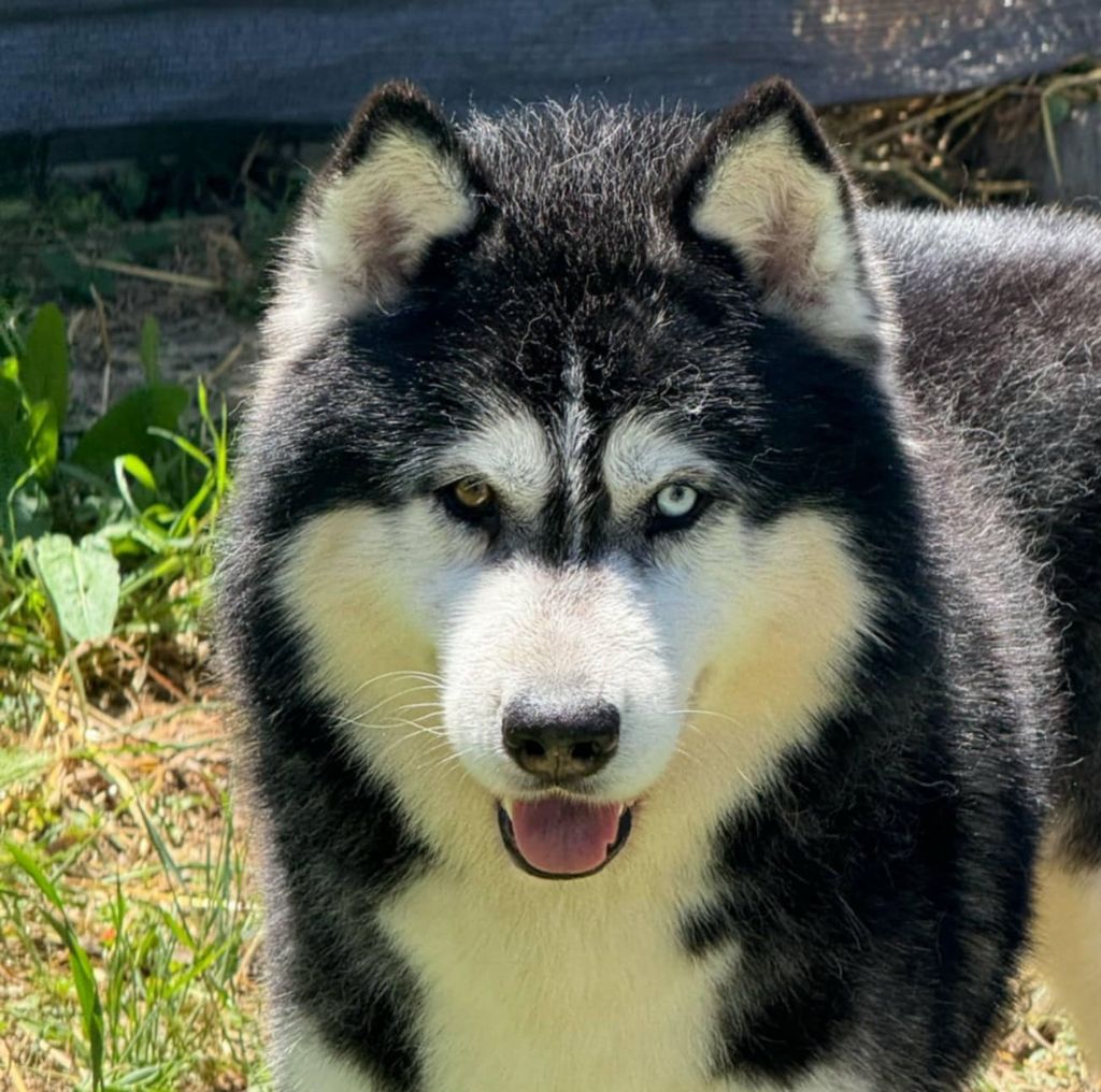 Play boy Corsicahusky