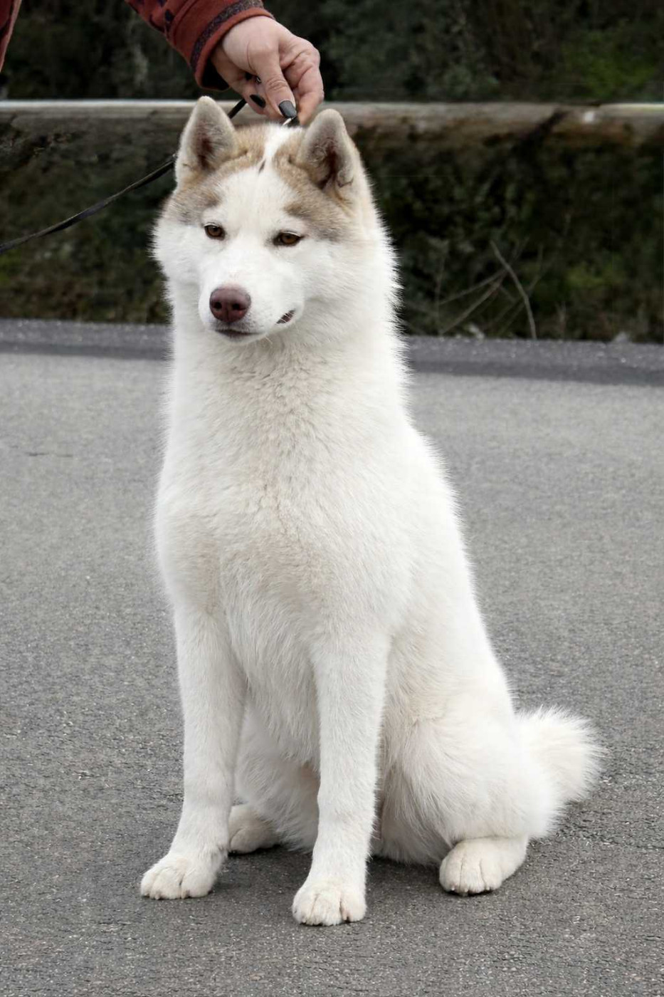 Artic sun of nashkaia