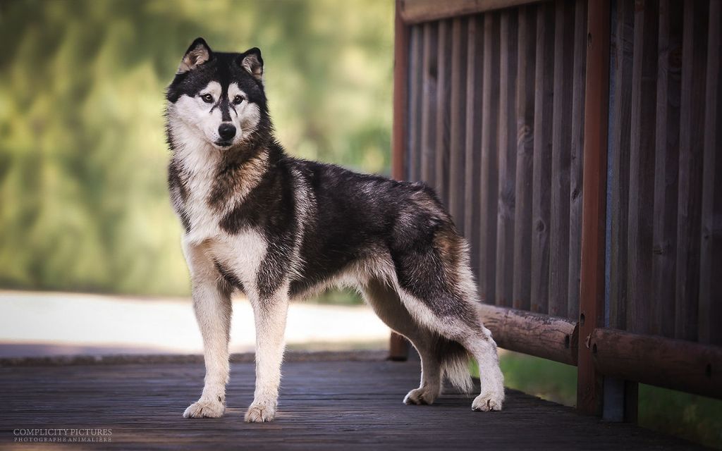 Una stella Corsicahusky