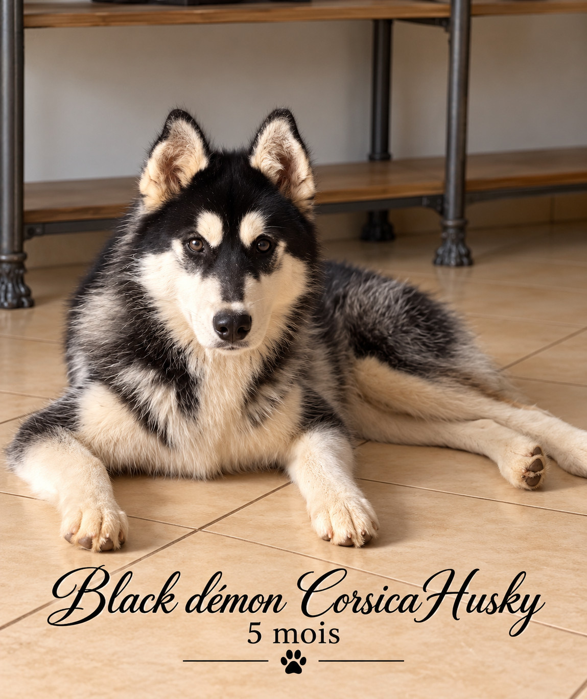 Black Demon  Corsicahusky
