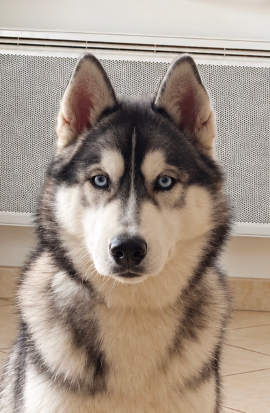 Boreal  Corsicahusky