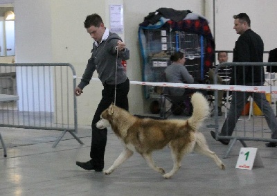 Corsicahusky - Expo Cacs de Laval 26 novembre 2012