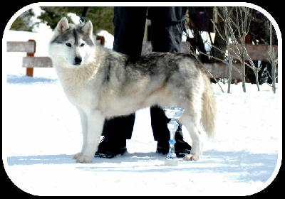 Corsicahusky - BY ME CHAMPIONNE
