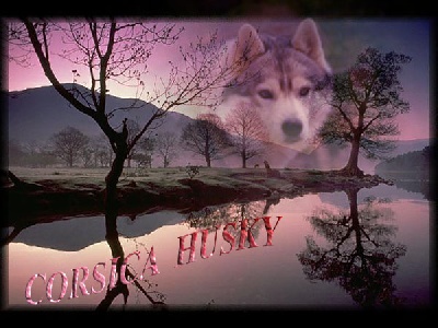 Corsicahusky