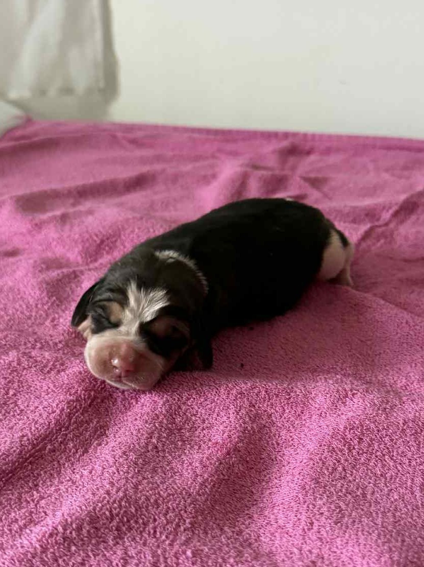 Corsicahusky - Chiots disponibles - Beagle