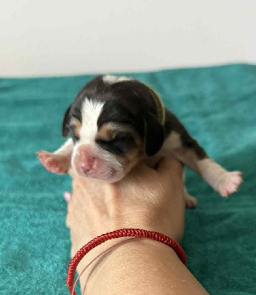 Corsicahusky - Chiots disponibles - Beagle