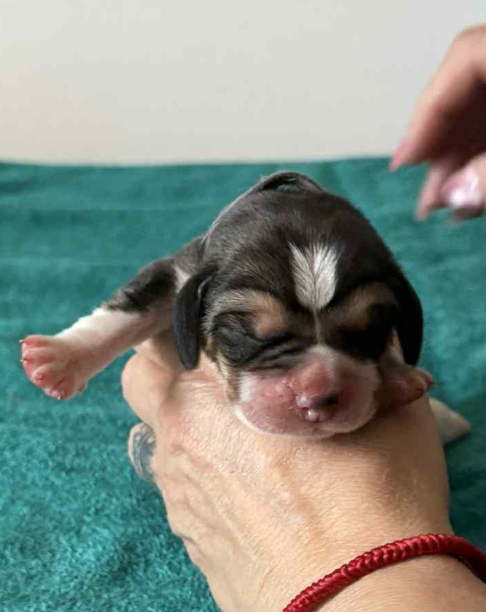 Corsicahusky - Chiots disponibles - Beagle