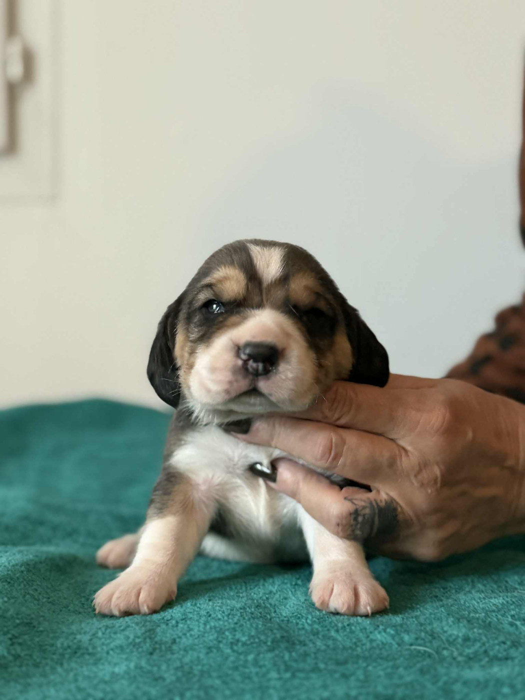 Corsicahusky - Chiots disponibles - Beagle