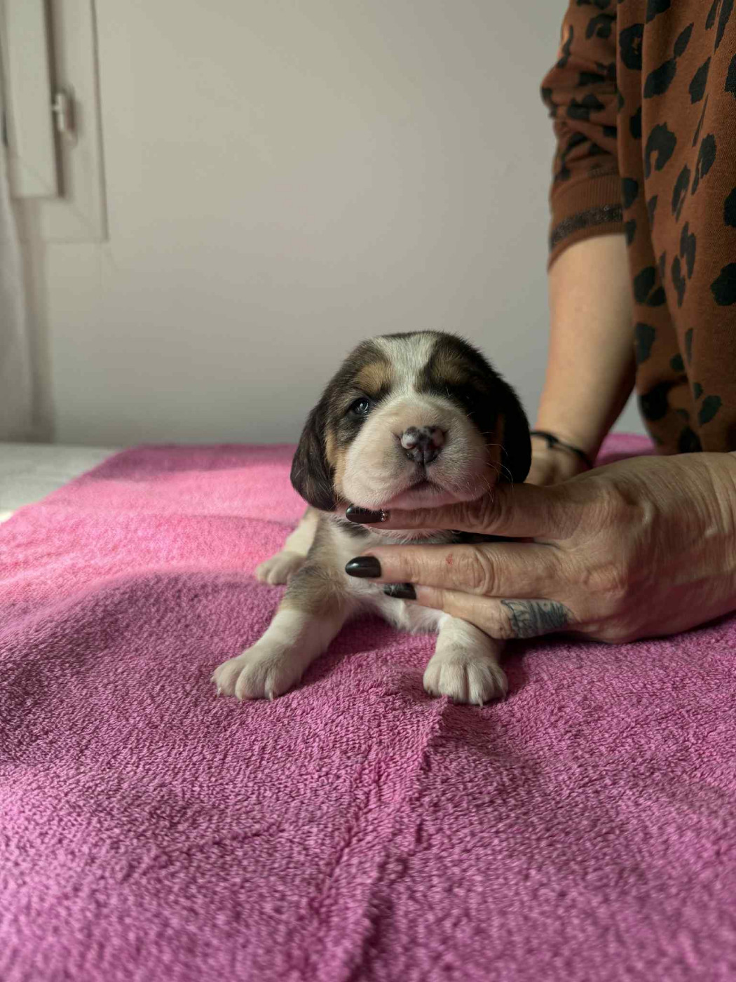 Corsicahusky - Chiots disponibles - Beagle