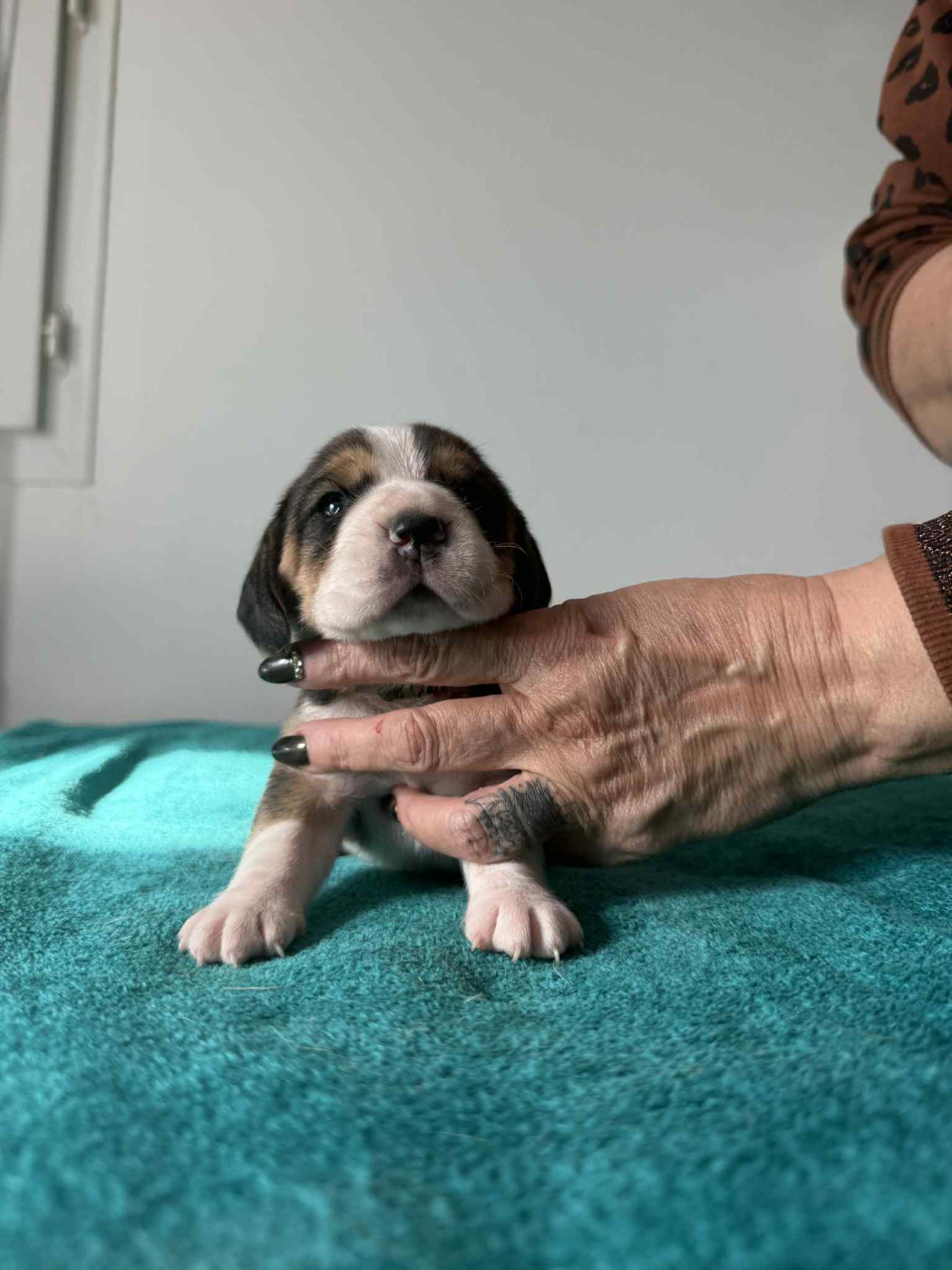 Corsicahusky - Chiots disponibles - Beagle