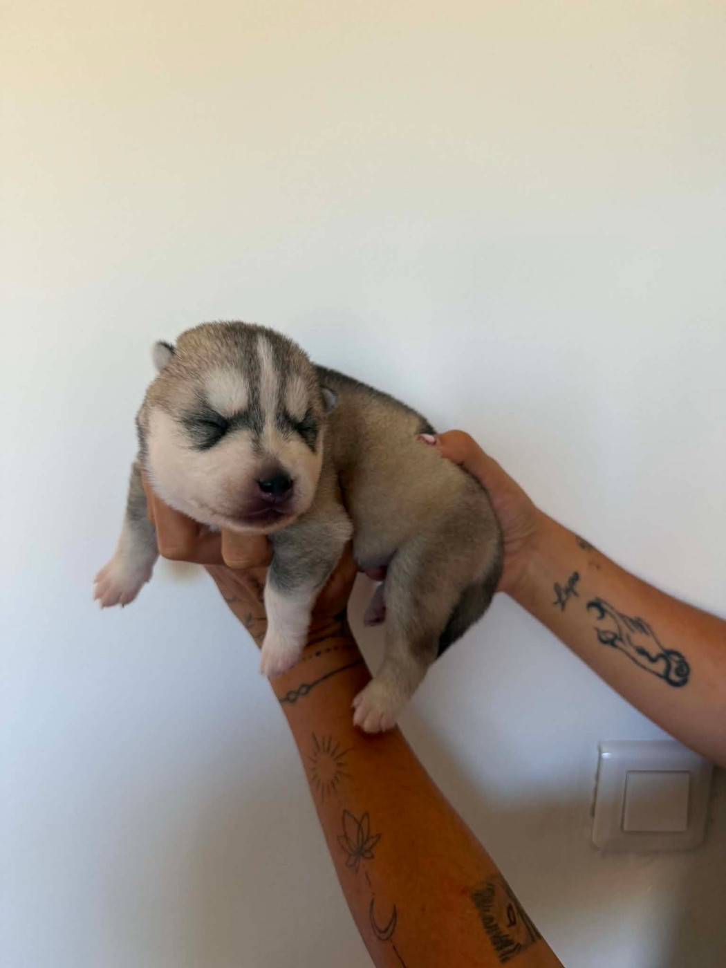 Corsicahusky - Chiots disponibles - Siberian Husky