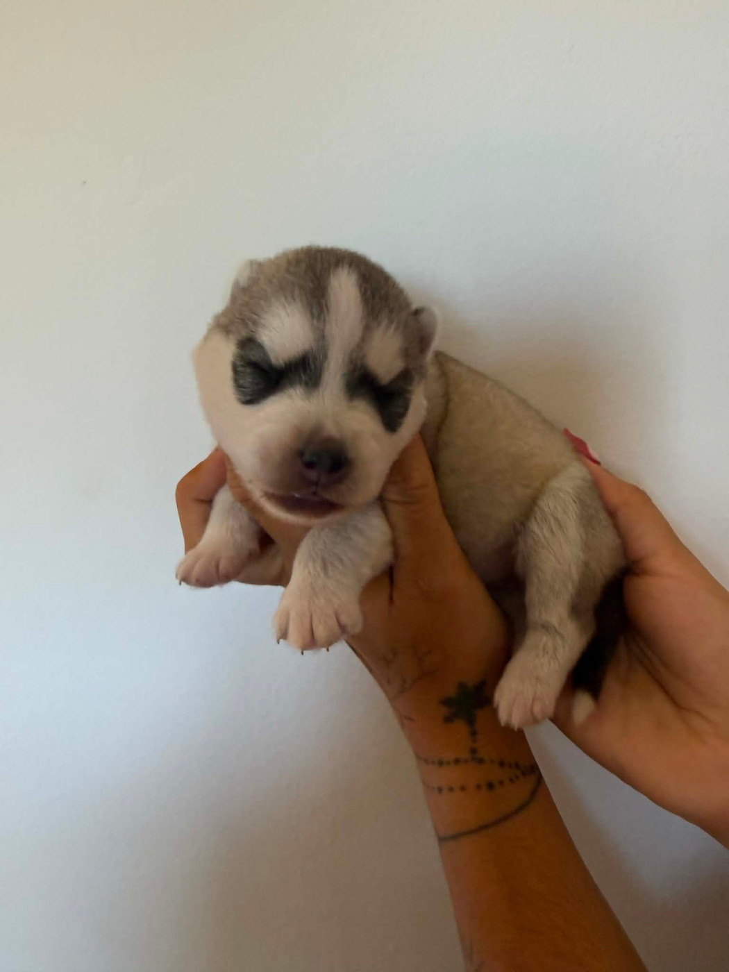 Corsicahusky - Chiots disponibles - Siberian Husky
