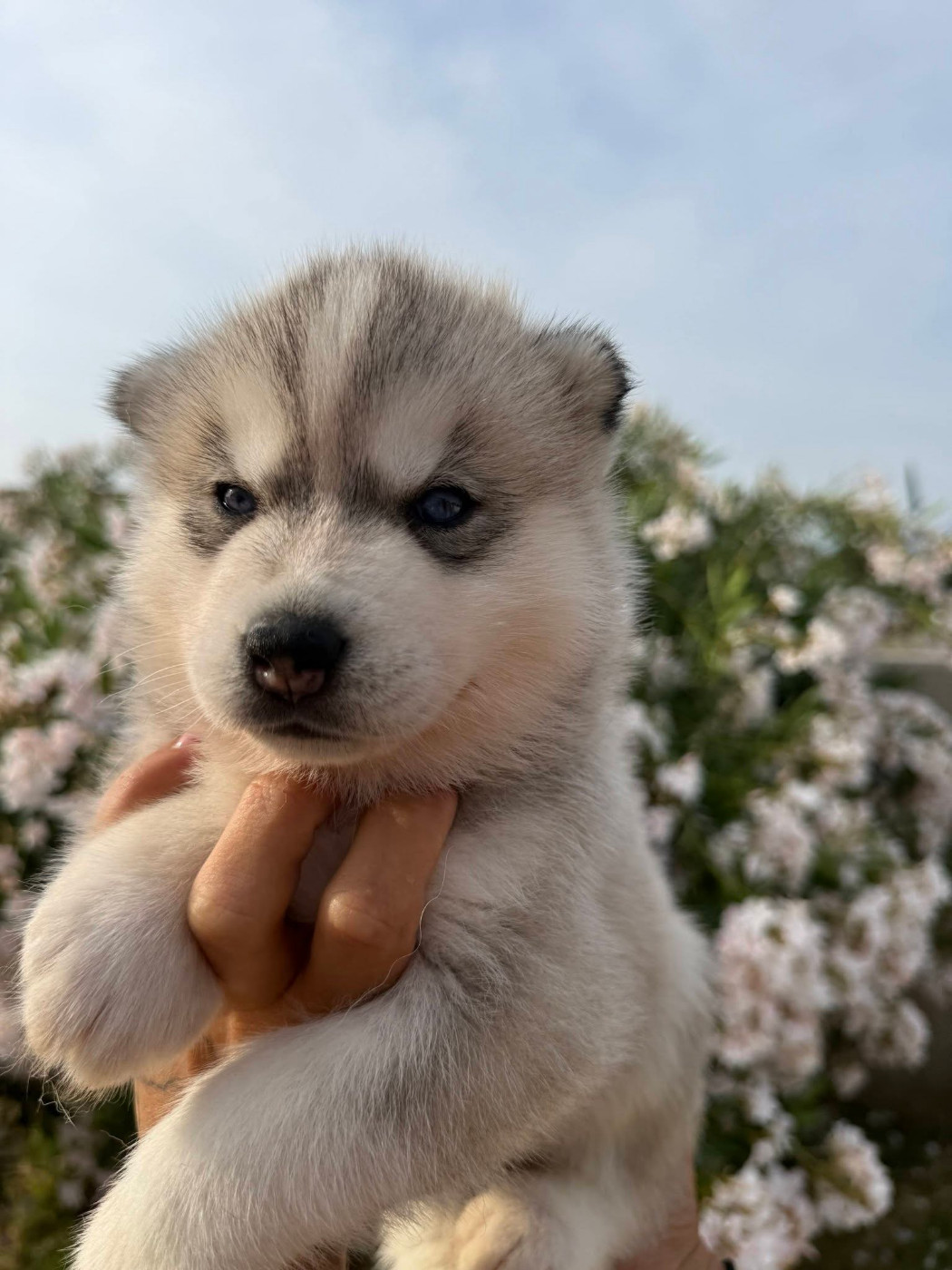 Corsicahusky - Chiots disponibles - Siberian Husky