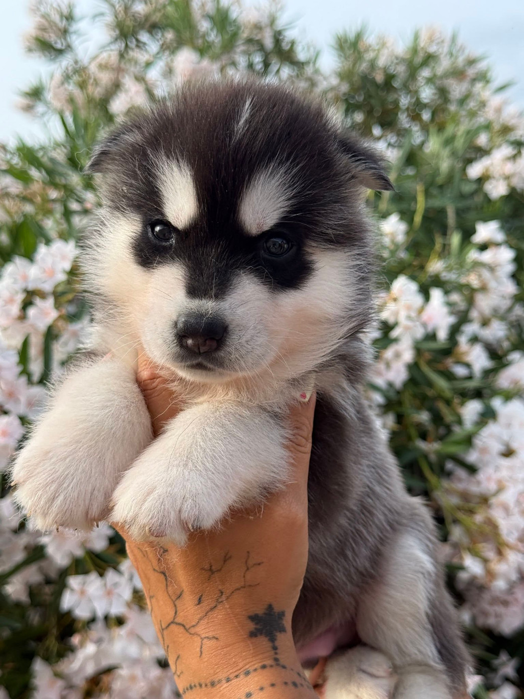 Corsicahusky - Chiots disponibles - Siberian Husky