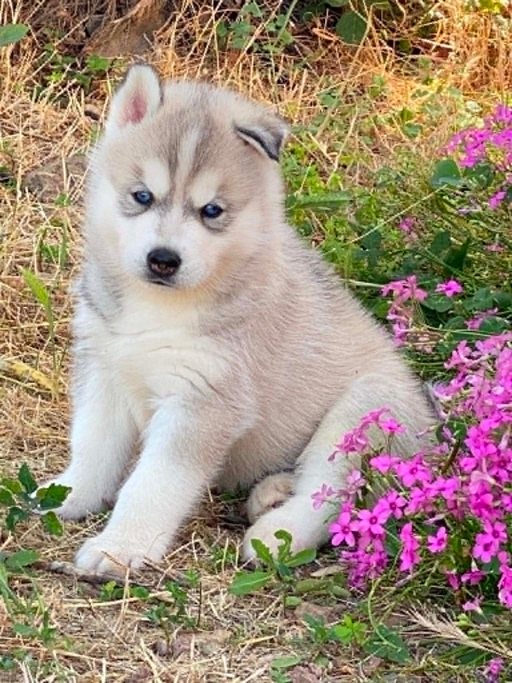 Corsicahusky - Chiots disponibles - Siberian Husky