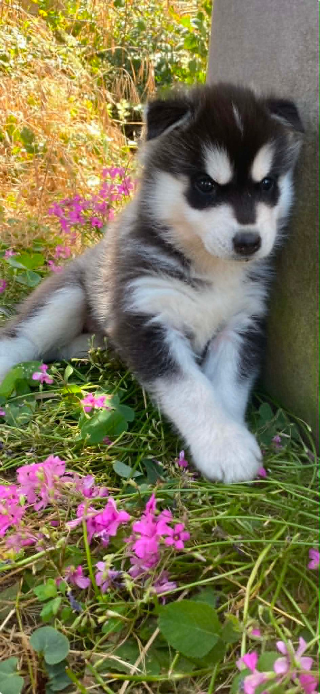 Corsicahusky - Chiots disponibles - Siberian Husky