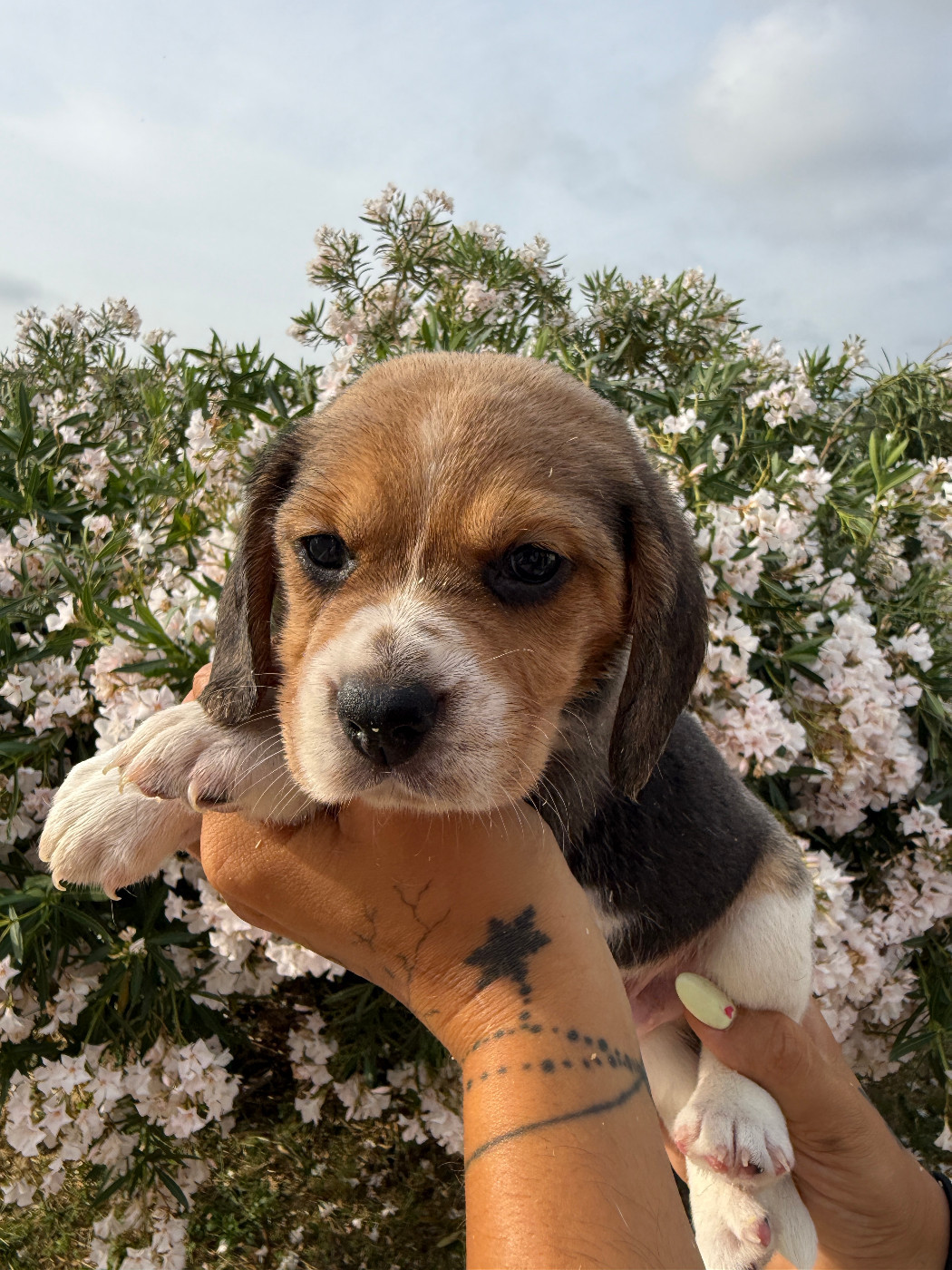 Corsicahusky - Chiots disponibles - Beagle