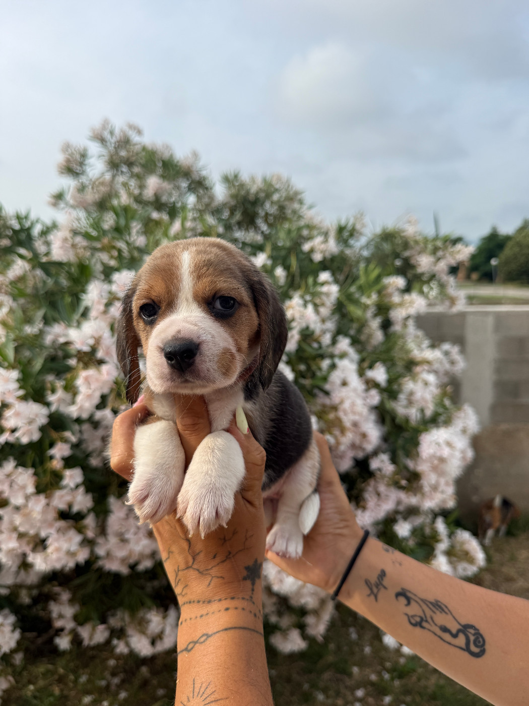 Corsicahusky - Chiots disponibles - Beagle