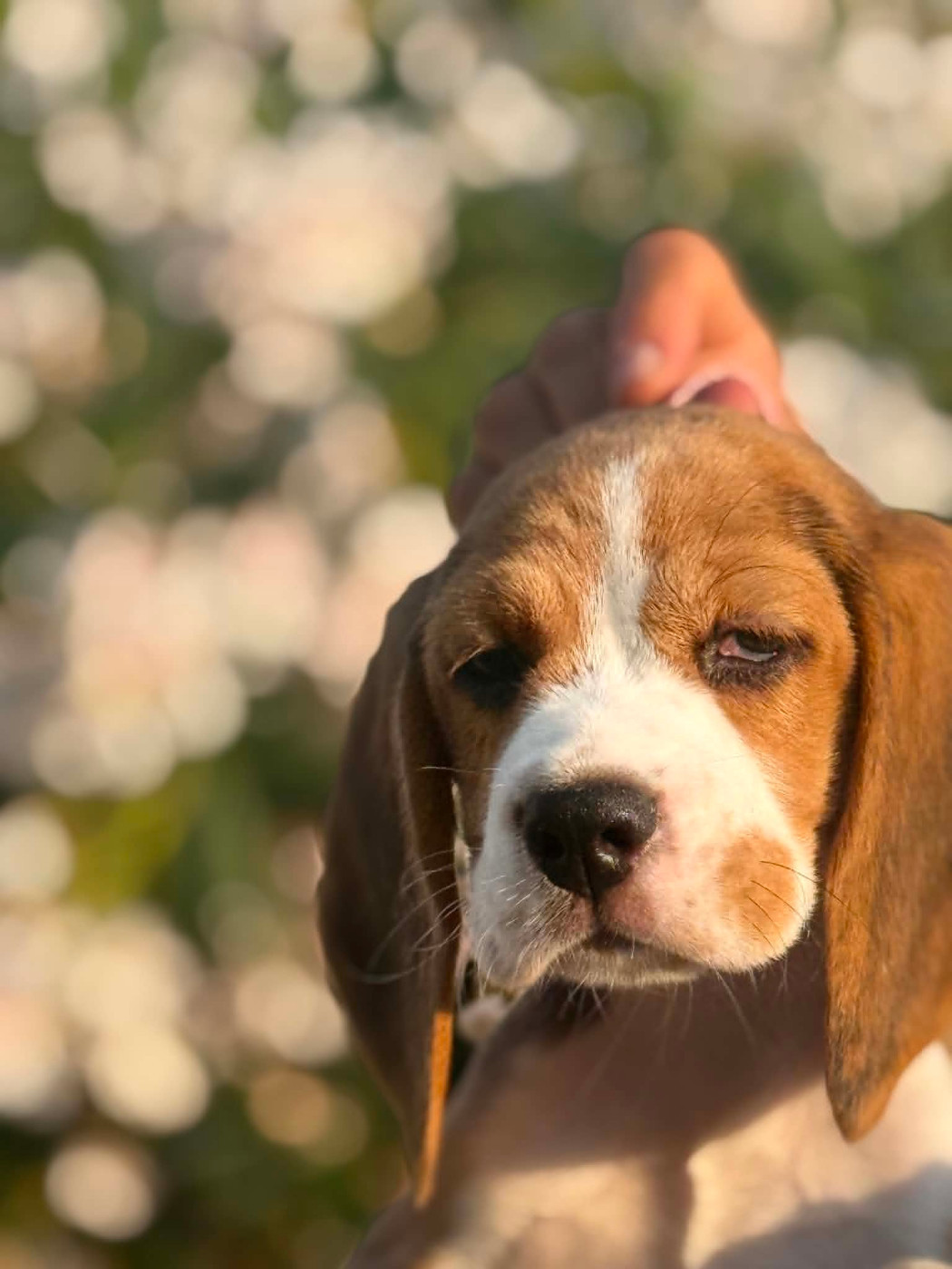 Corsicahusky - Chiots disponibles - Beagle