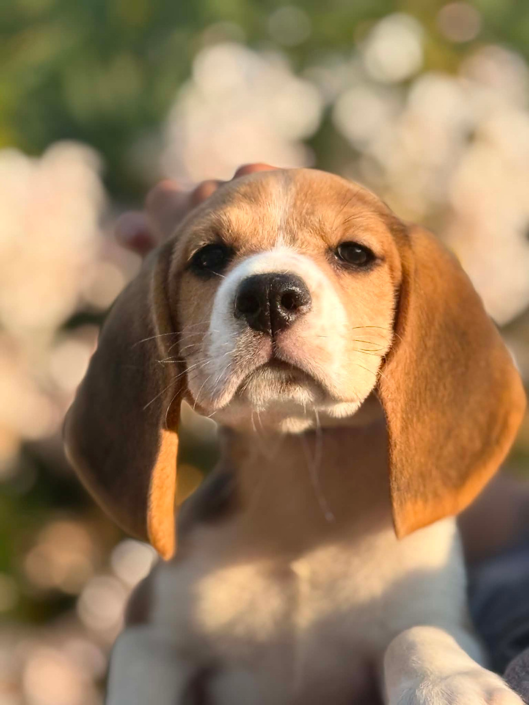 Corsicahusky - Chiots disponibles - Beagle