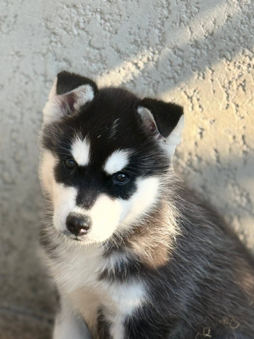 Corsicahusky - Chiots disponibles - Siberian Husky