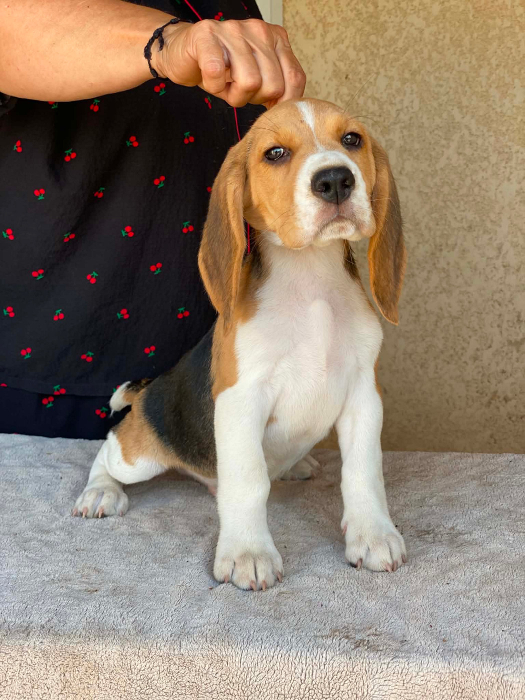 Corsicahusky - Chiots disponibles - Beagle