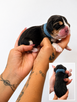 CHIOT 7 collier bleu