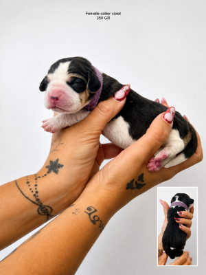 CHIOT 2 collier violet