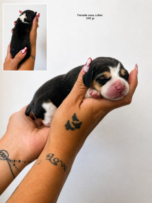CHIOT 3