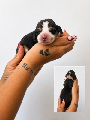 CHIOT 1 collier rose