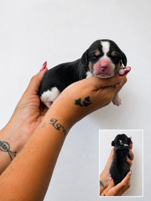 CHIOT 4 collier noir