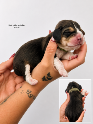 CHIOT 5 collier vert clair BARRY