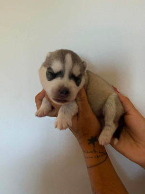 CHIOT 2 femelle grise yeux bleus