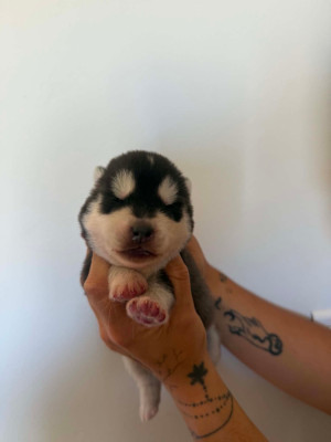 CHIOT 3 male noir et blanc yeux noirs