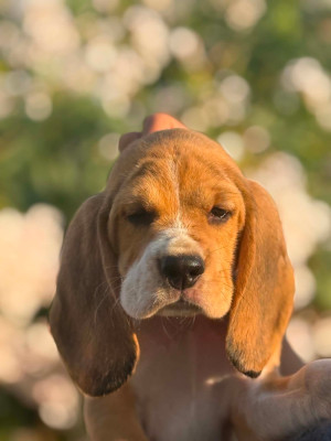 CHIOT 6 BELLUCIU