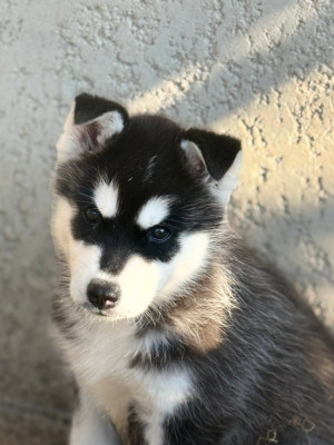 CHIOT 3 Black Demon